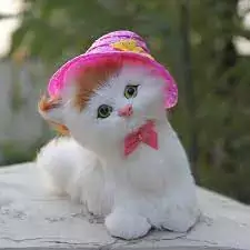 stylish cat dp